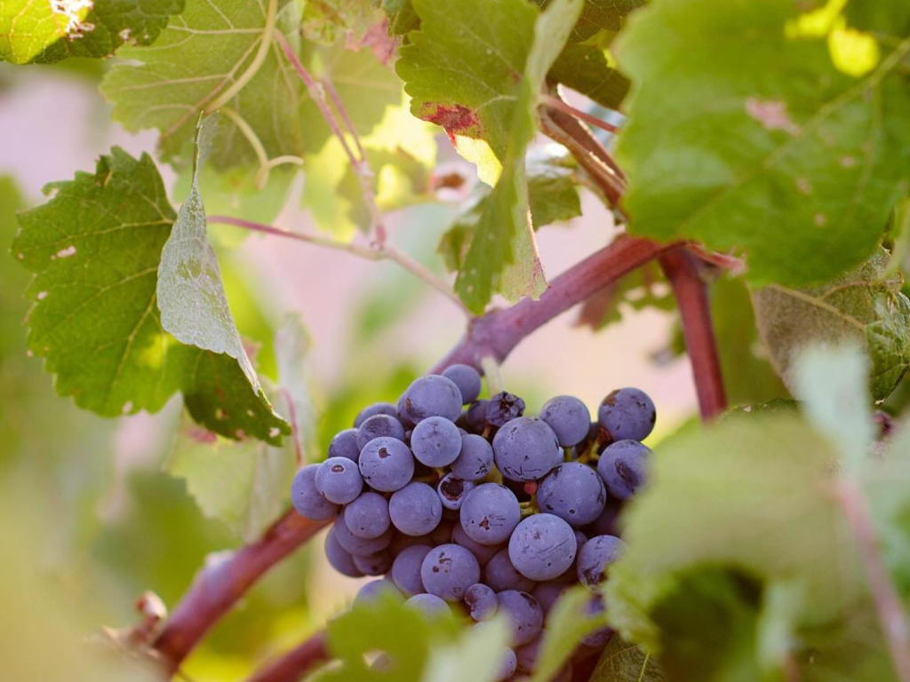 Eufemia Instagram harvest scene 6